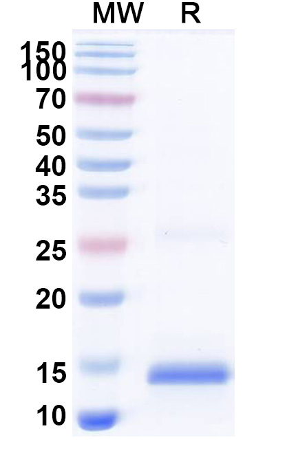 SDS-PAGE for Anti-SARS-CoV-2 S Protein VHH (SAA1064)