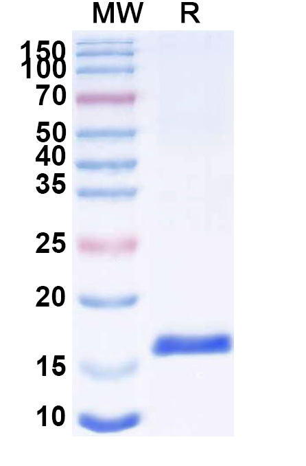 SDS-PAGE for Anti-SARS-CoV-2 S Protein VHH (SAA1066)