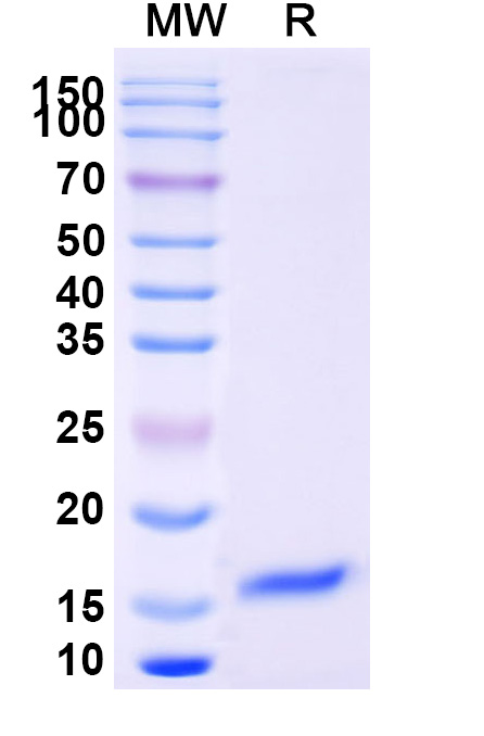 SDS-PAGE for Anti-SARS-CoV-2 S Protein VHH (SAA1094)