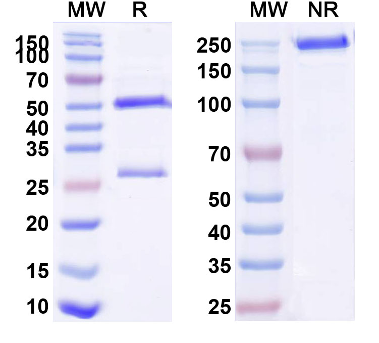 SDS-PAGE for Anti SARS-CoV-2(2019-nCoV) Spike glycoprotein fragment [679-833] monoclonal antibody (