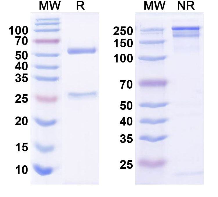 SDS-PAGE for Anti-Shank1 and Shank3 Antibody (N367/51)