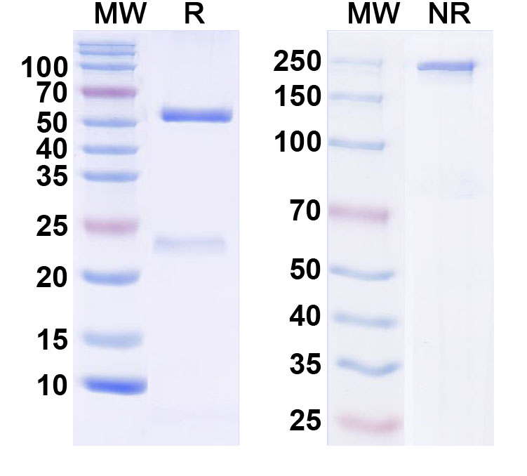 SDS-PAGE for Anti-Smurf1 Antibody (L12/30)