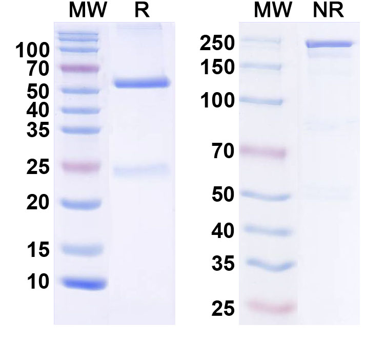 SDS-PAGE for Anti-Smurf2 Antibody (L16/24)