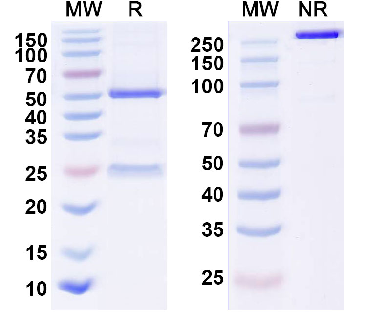 SDS-PAGE for Anti-Snake Venom Neutralizing Antibody (LNX-D09)