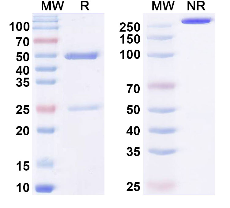 SDS-PAGE for Anti-ssRNA Antibody (cAbBC1rib3)