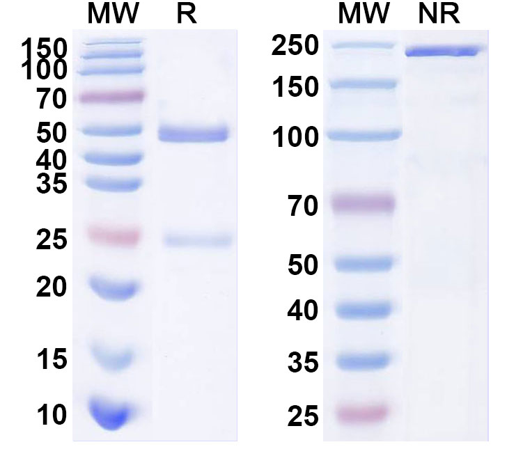 SDS-PAGE for Anti-Staphylococcal protein A/SpA Monoclonal Antibody (G3)