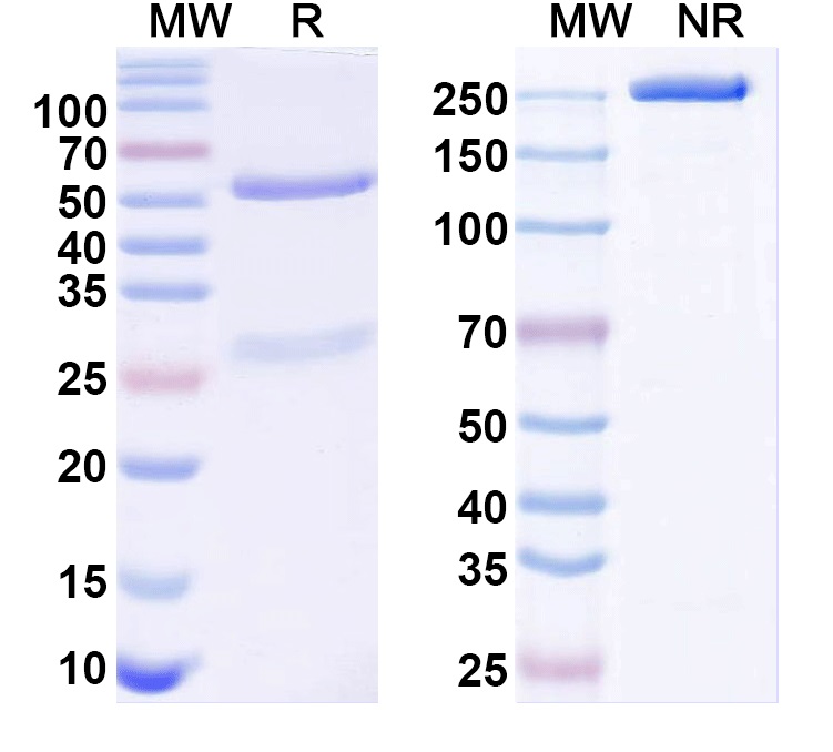 SDS-PAGE for Anti-Staphylococcus aureus Alpha-toxin/hly Antibody (SAA0345)