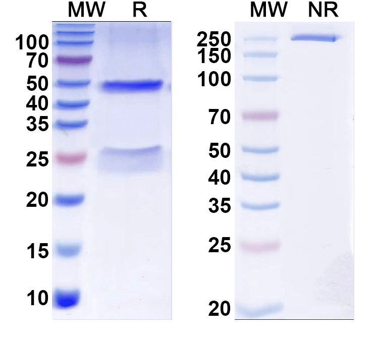 SDS-PAGE for Anti-Staphylococcus aureus LukAB/LukGH Monoclonal Antibody, SAA0520