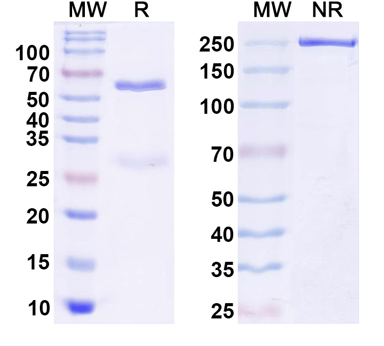 SDS-PAGE for Anti-Stonin-2 Antibody (N346/2)
