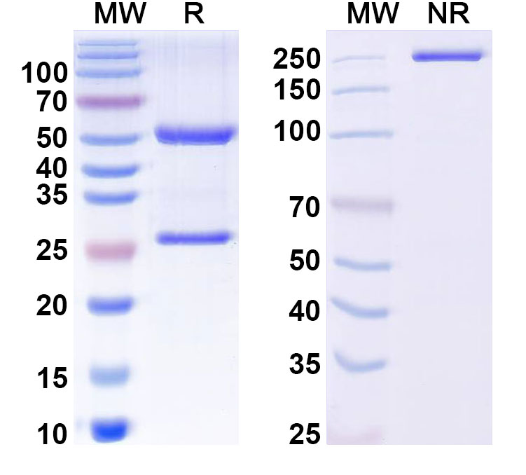 SDS-PAGE for Anti Strep tag mouse monoclonal antibody (C23.21)