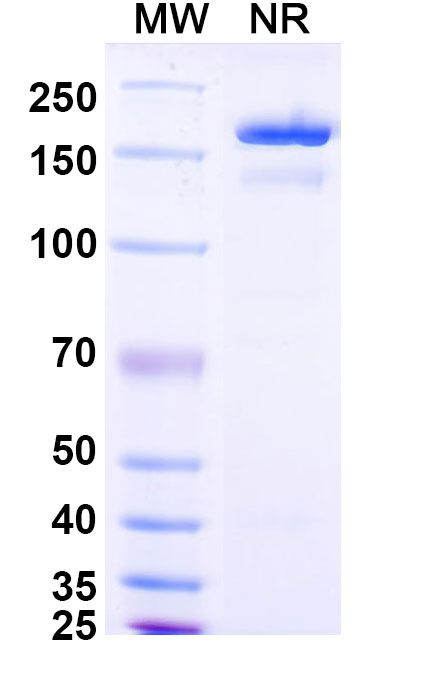 SDS-PAGE for Anti-STX/Saxitoxin Monoclonal Antibody, SAA0563