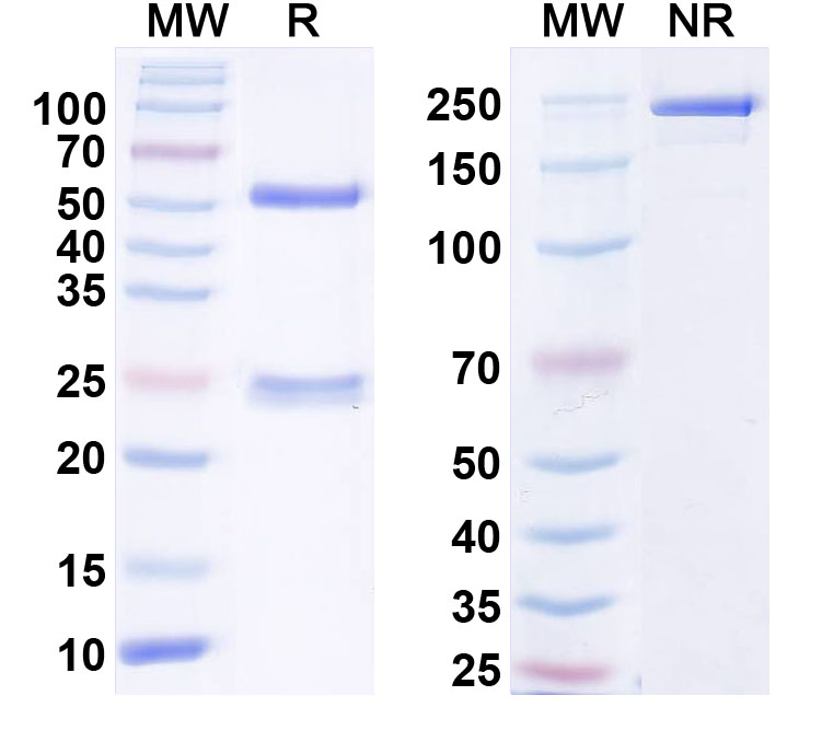 SDS-PAGE for Anti-SUR2B Antibody (N323B/20)