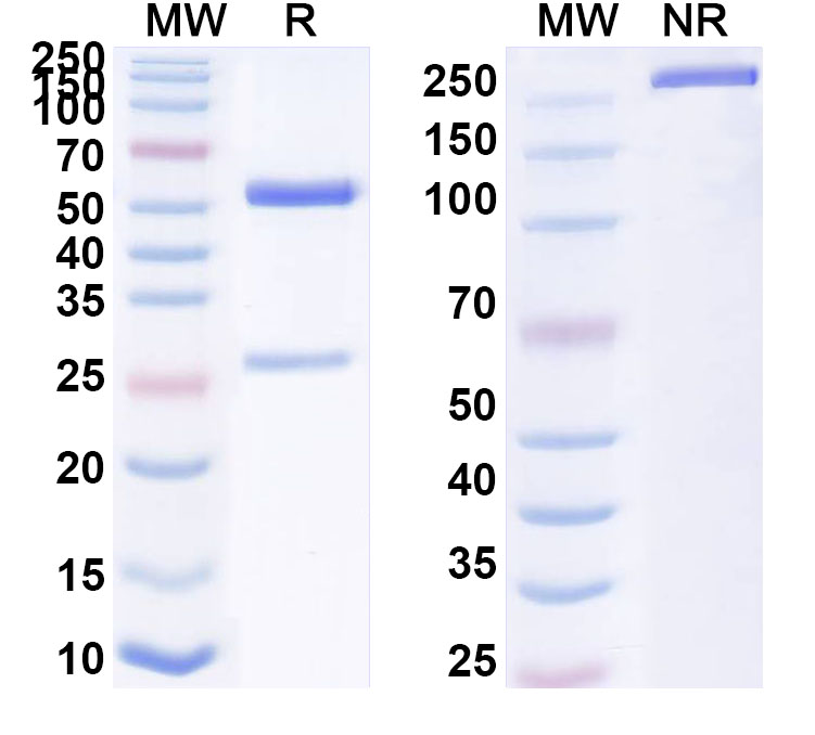 SDS-PAGE for Anti-Tetraphenylporphyrin/TPP Antibody (13G10)