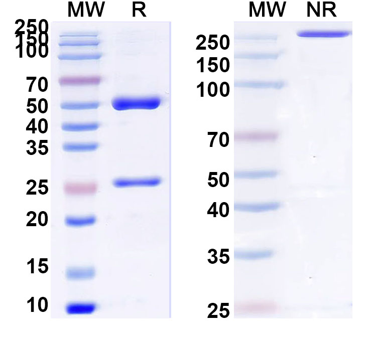 SDS-PAGE for Anti-TobRV/TRSV 2C-CP/Coat protein Monoclonal Antibody (1A146)