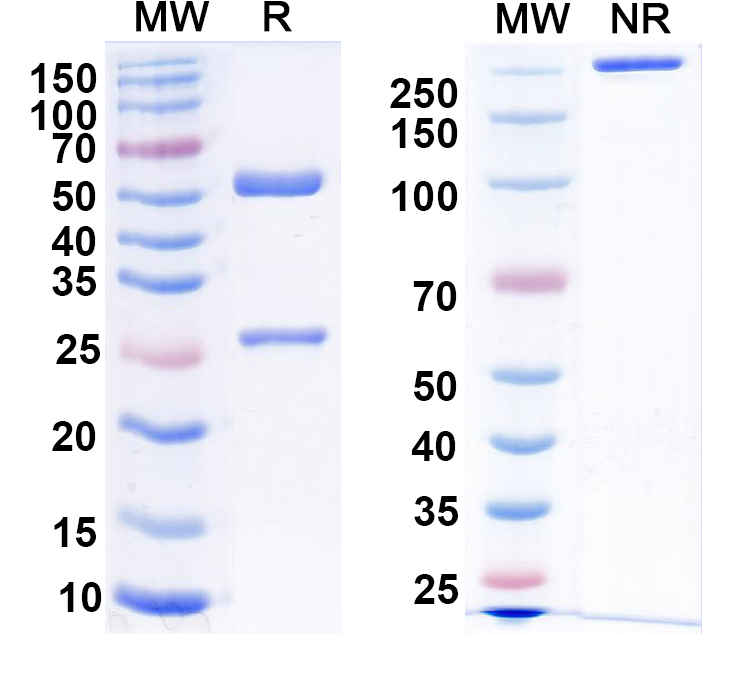 SDS-PAGE for Anti-TRAK2 Antibody (N390/43)