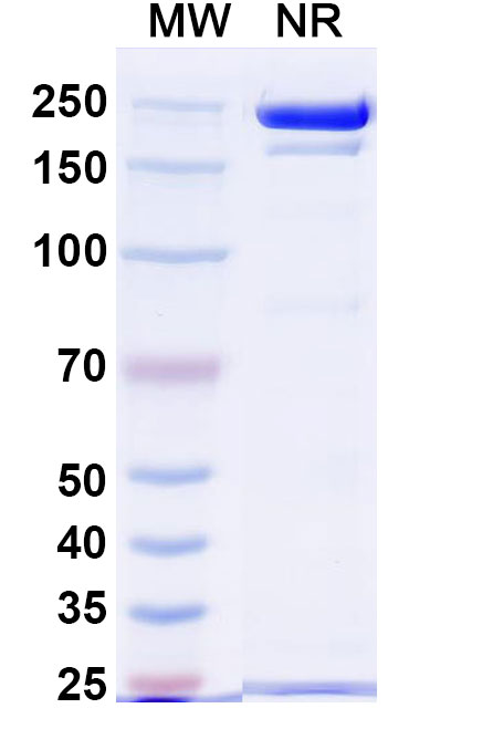 SDS-PAGE for Anti-Twin-Strep-tag(SAWSHPQFEKGGGSGGGSGGSAWSHPQFEK) Antibody (SAA0348)