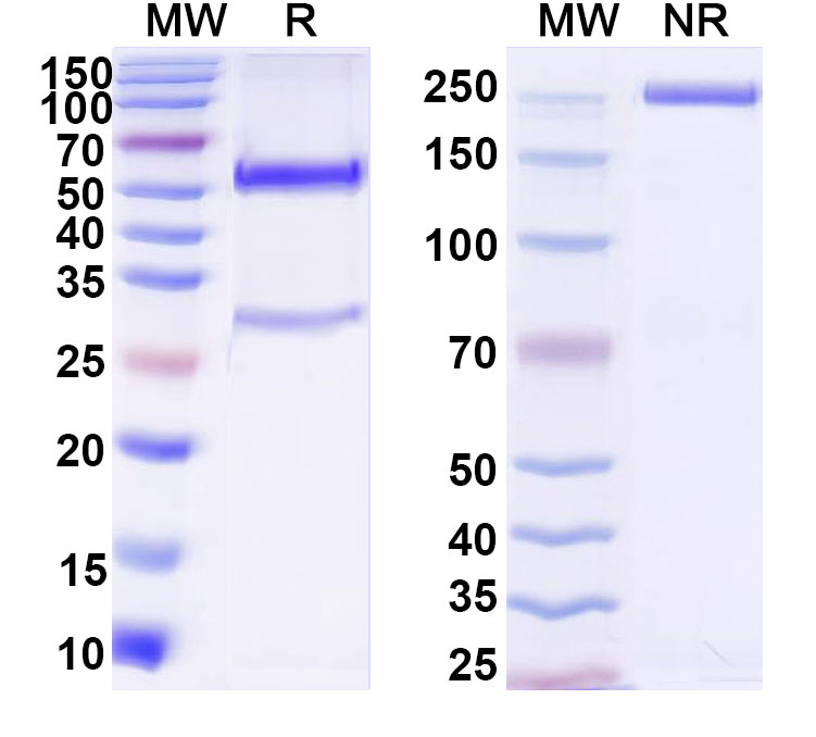 SDS-PAGE for Anti-UNC5B Antibody (YW88)