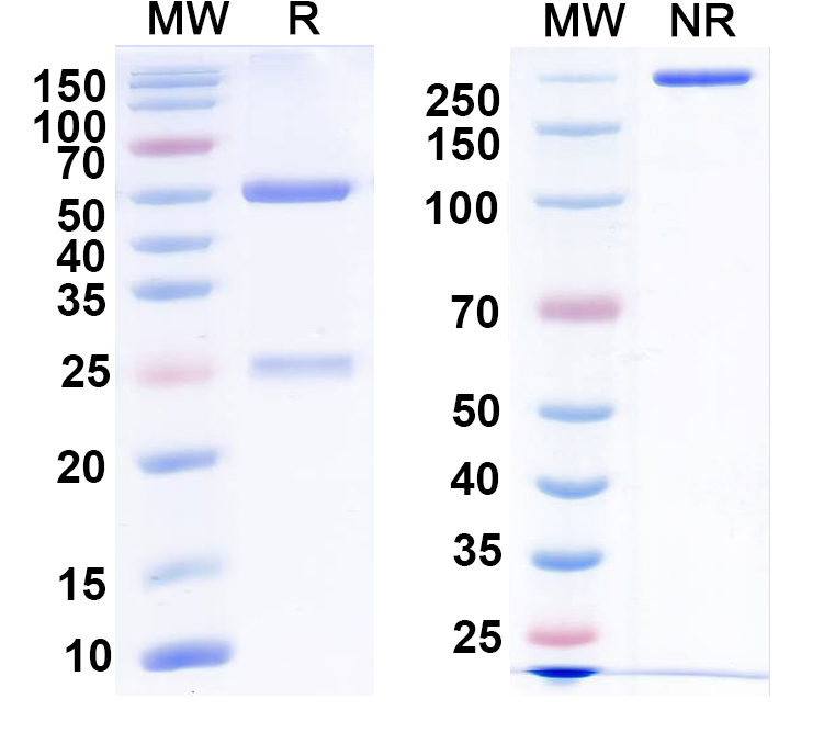 SDS-PAGE for Anti-Vaccinia A27 Antibody (8E3#)
