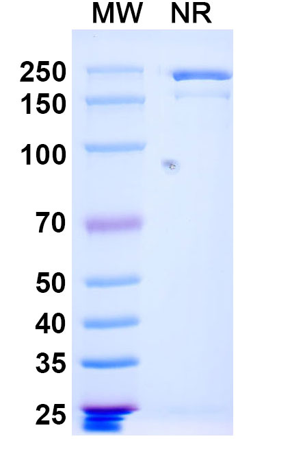 SDS-PAGE for Anti-Vaccinia L1R/Protein L1 Antibody (7D11)