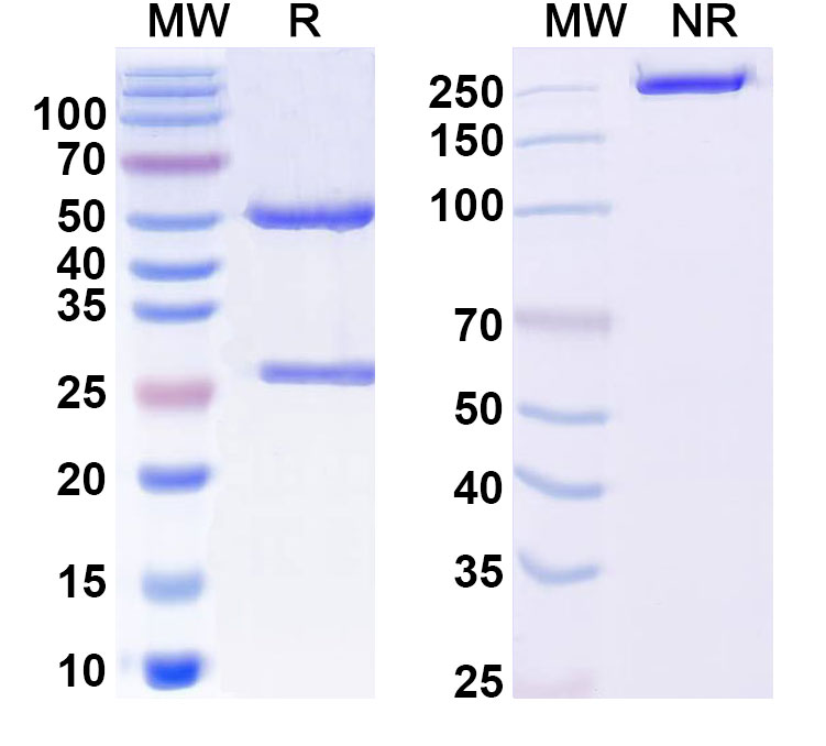 SDS-PAGE for Anti-Vaccinia virus/VACV A27L Antibody (186#)