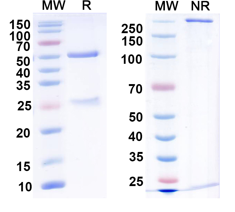 SDS-PAGE for Anti-Vaccinia virus/VACV A27L Antibody (1G6)
