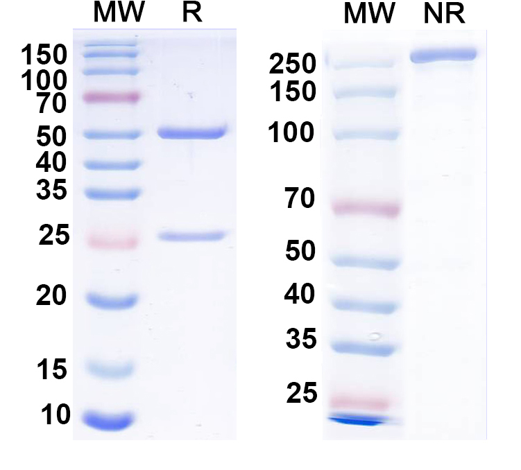 SDS-PAGE for Anti-Vaccinia virus/VACV B5R Antibody (8AH8AL)