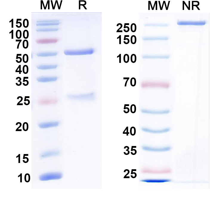 SDS-PAGE for Anti-VAPB Antibody (N484/67)