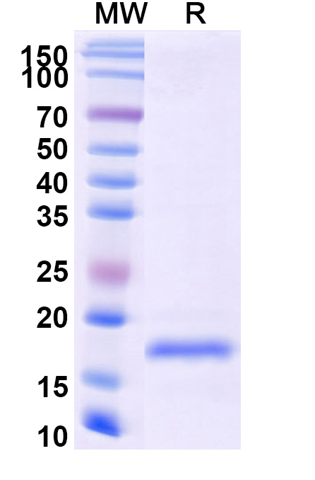 SDS-PAGE for Anti-Vibrio cholerae higB-2 VHH (SAA0851)