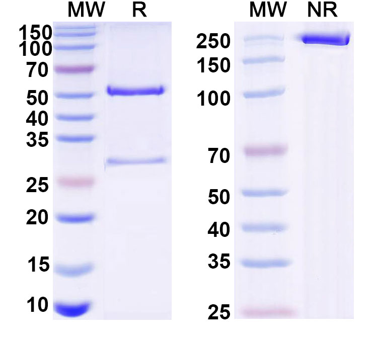 SDS-PAGE for Anti-VSV G/Glycoprotein G Antibody (0B1)