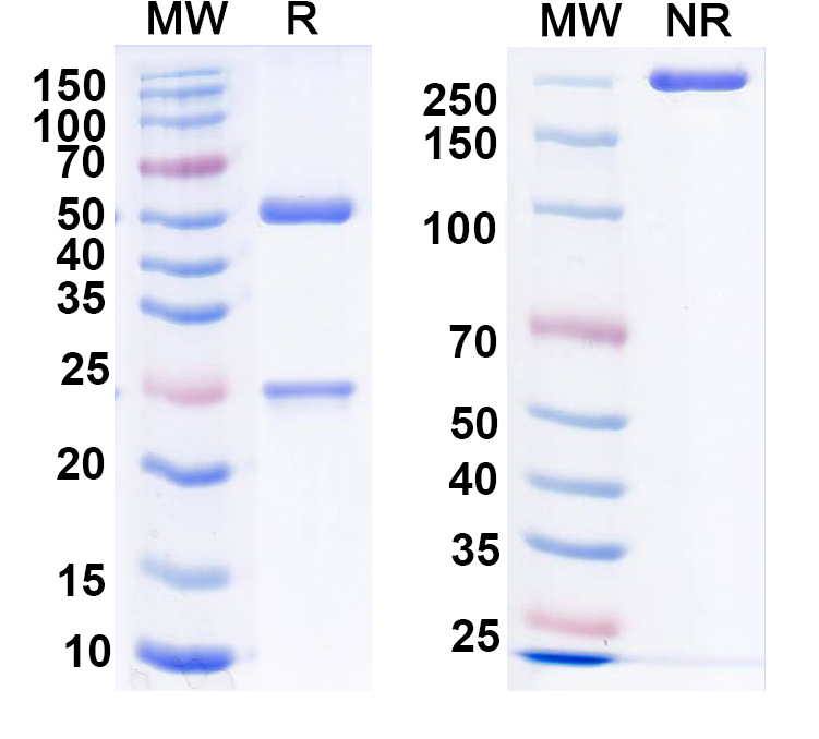 SDS-PAGE for Anti-VSV G/Glycoprotein G Antibody (M55)