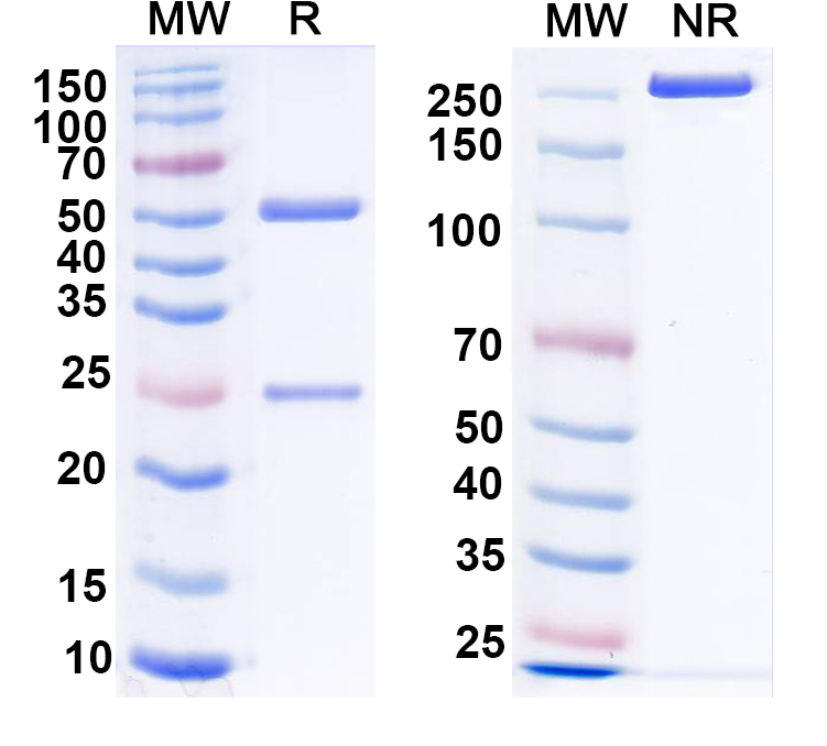 SDS-PAGE for Anti-VSV G/Glycoprotein G Antibody (VI24)