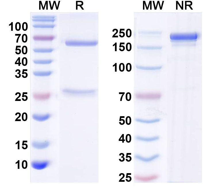 SDS-PAGE for Anti-WNK1 Monoclonal Antibody (N391/68)