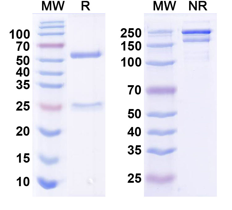 SDS-PAGE for Anti-WNK3 Monoclonal Antibody (N392/80)