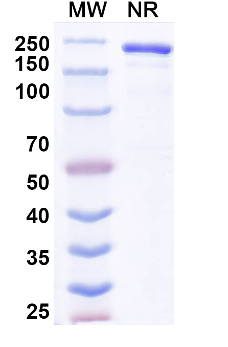 SDS-PAGE for Anvatabart Biosimilar - Anti-HER2 mAb - Research Grade