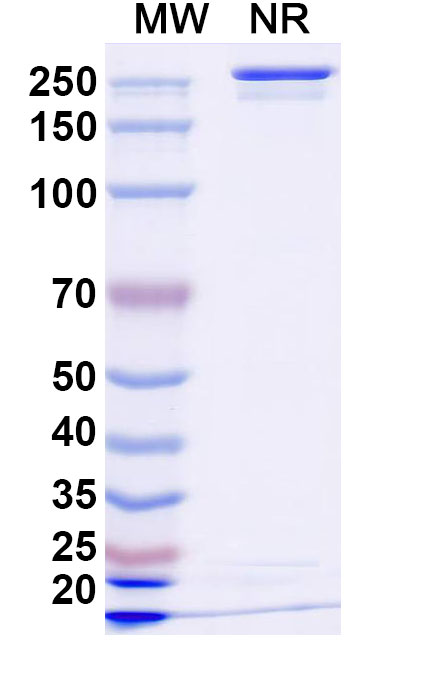 SDS-PAGE for Anzurstobart Biosimilar - Anti-BIT mAb - Research Grade