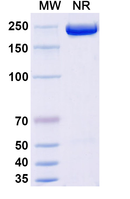 SDS-PAGE for Apitegromab Biosimilar - Anti-pro-GDF-8 mAb - Research Grade