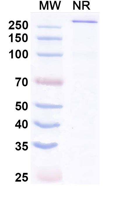 SDS-PAGE for Aplitabart Biosimilar - Research Grade