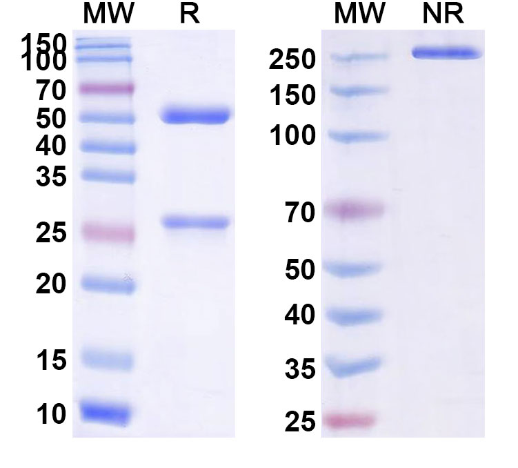 SDS-PAGE for Apolizumab Biosimilar - Anti-HLA-DRB1 mAb - Research Grade