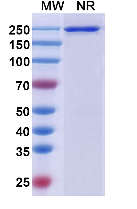SDS-PAGE for Aprutumab Biosimilar - Anti-FGFR2 mAb - Research Grade