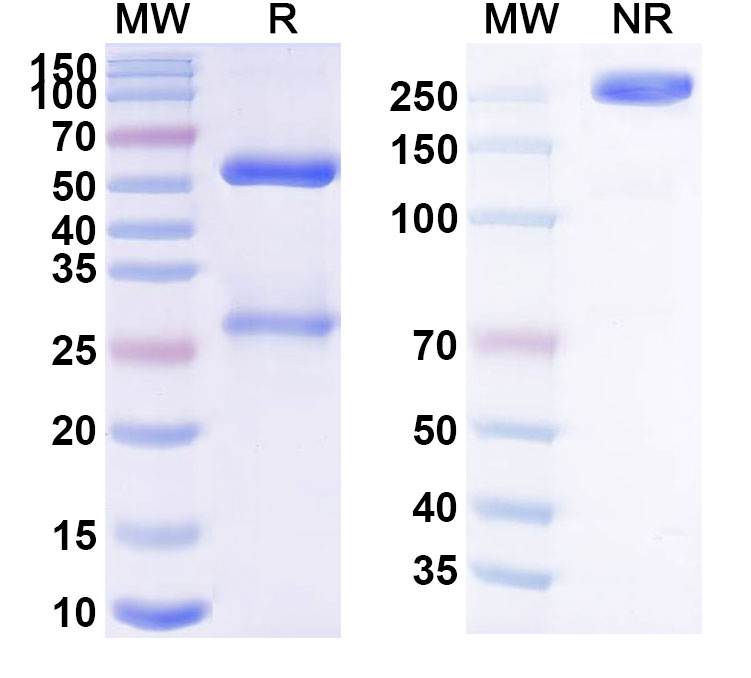 SDS-PAGE for Arcitumomab Biosimilar - Anti-CD66e;CEA mAb - Research Grade