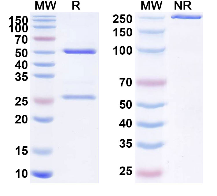 SDS-PAGE for Ascrinvacumab Biosimilar - Anti-ACVRL1;ALK-1 mAb - Research Grade
