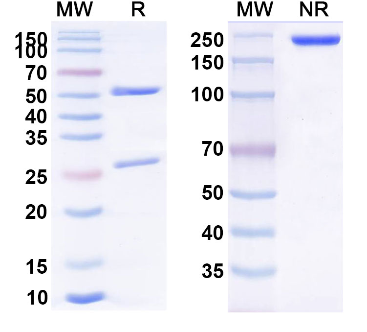 SDS-PAGE for Asedebart Biosimilar - Research Grade