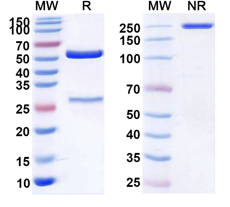 SDS-PAGE for Aselizumab Biosimilar - Anti-CD62L;SELL mAb - Research Grade