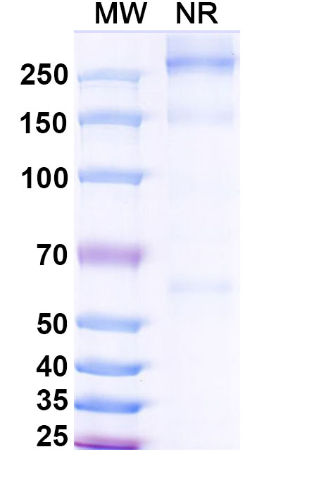 SDS-PAGE for Asfotase alfa Biosimilar - Anti-TNSALP fusion protein - Research Grade