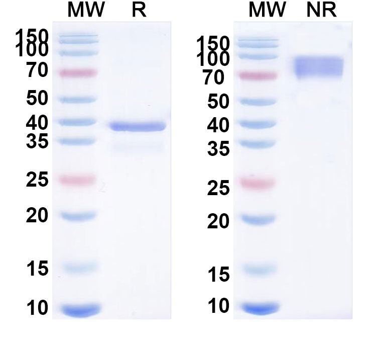 SDS-PAGE for Research Grade Atacicept