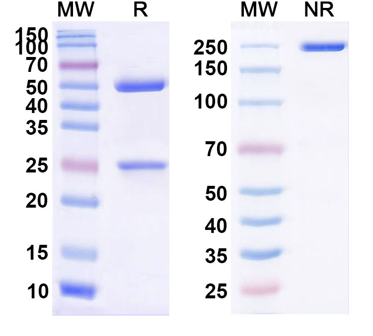 SDS-PAGE for Atibuclimab Biosimilar - Anti-CD14 mAb - Research Grade