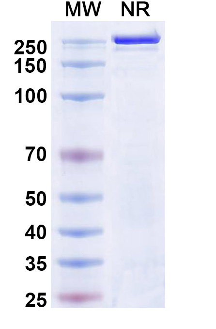 SDS-PAGE for Atigotatug Biosimilar - Research Grade