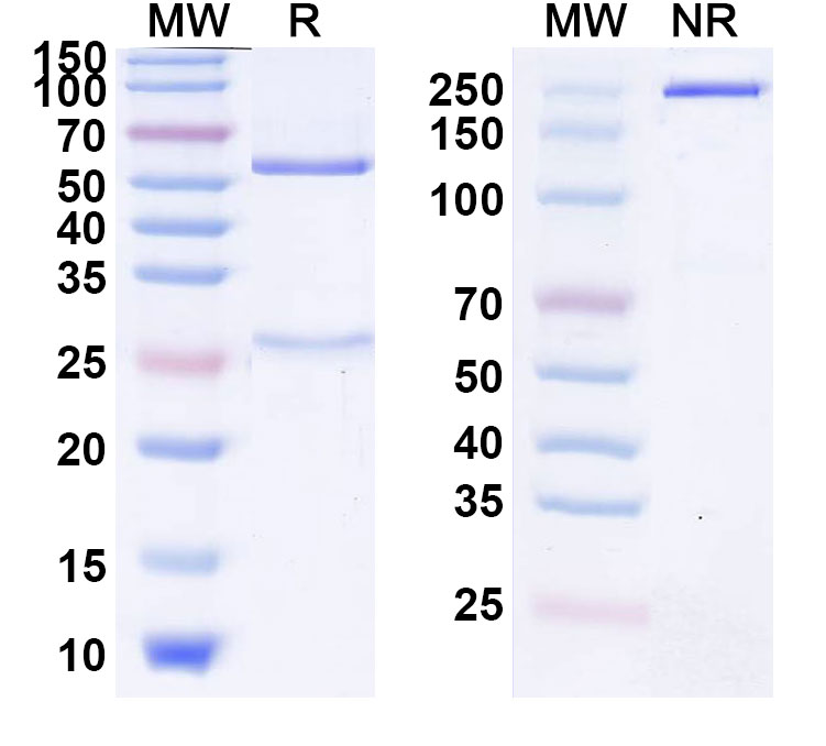 SDS-PAGE for Atinumab Biosimilar - Anti-Reticulon-4;RTN4 mAb - Research Grade