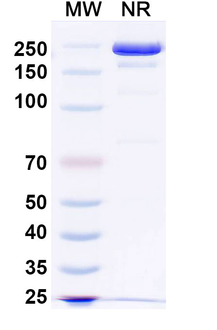 SDS-PAGE for Atisnolerbart Biosimilar - Anti-BETVIA mAb - Research Grade