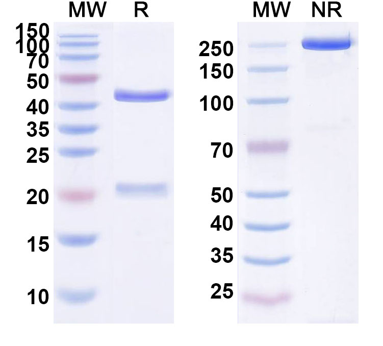 SDS-PAGE for Atorolimumab Biosimilar - Anti-CD240D;RHD mAb - Research Grade